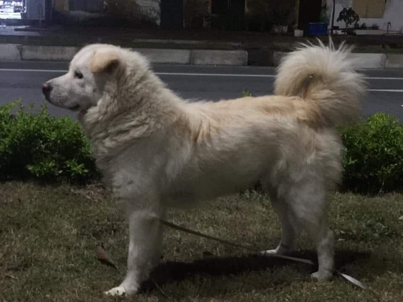Bac Ha dog
