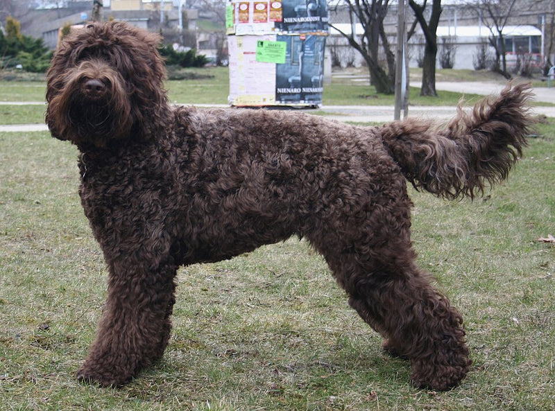 French Water Dog (Barbet)