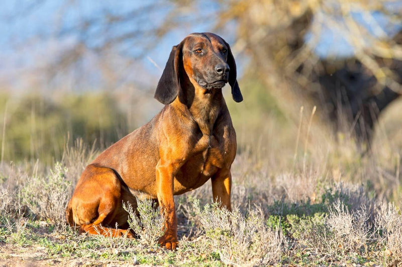 Bavarian Hound
