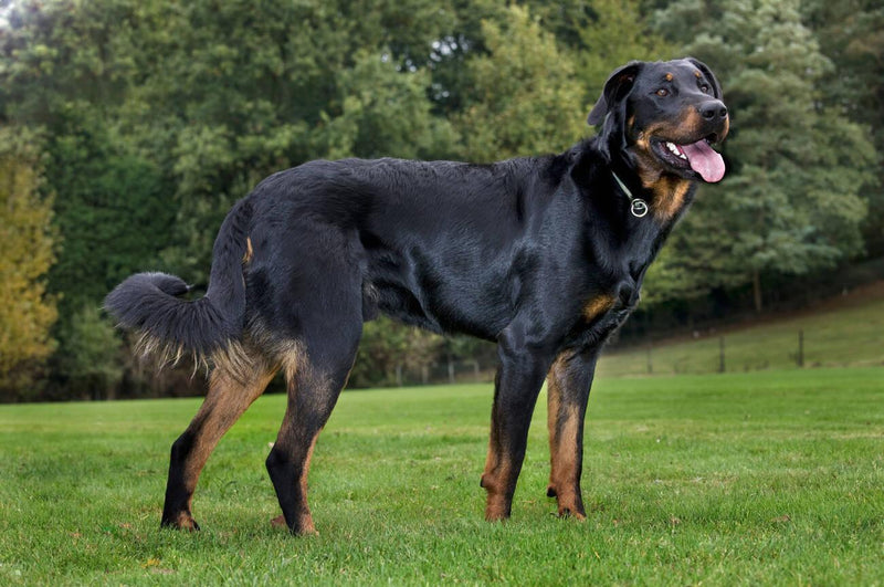 Beauceron