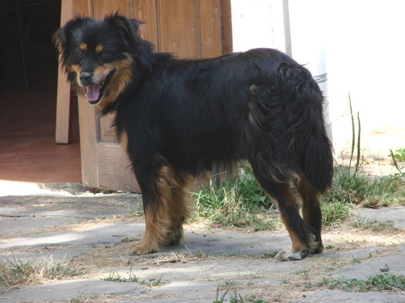 Can De Chira