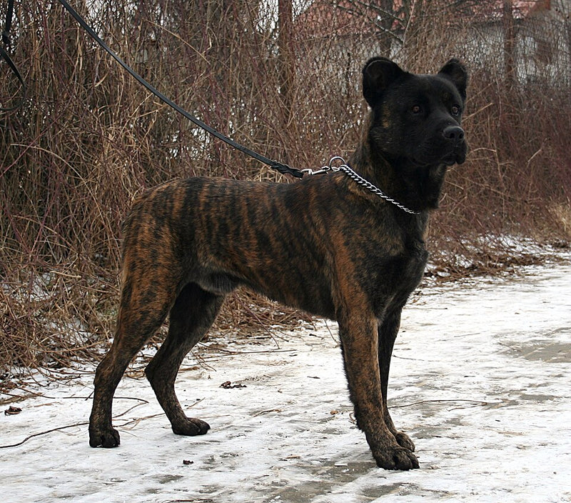São Miguel Cattle Dog