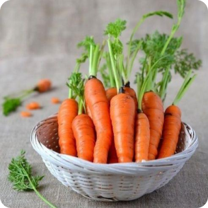 Carrot