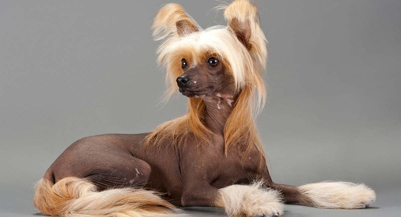 Chinese Crested Dog