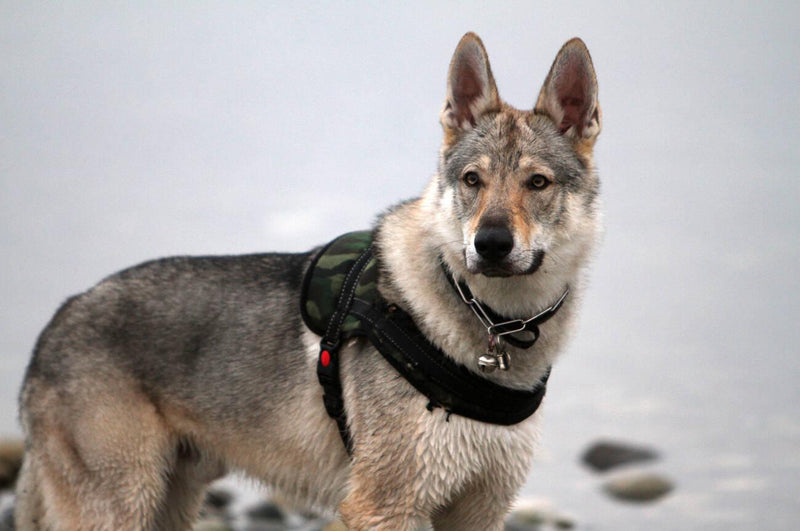 Czechoslovakian Wolfdog