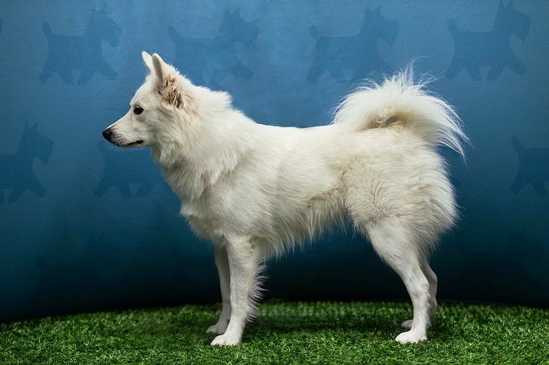 Danish Spitz