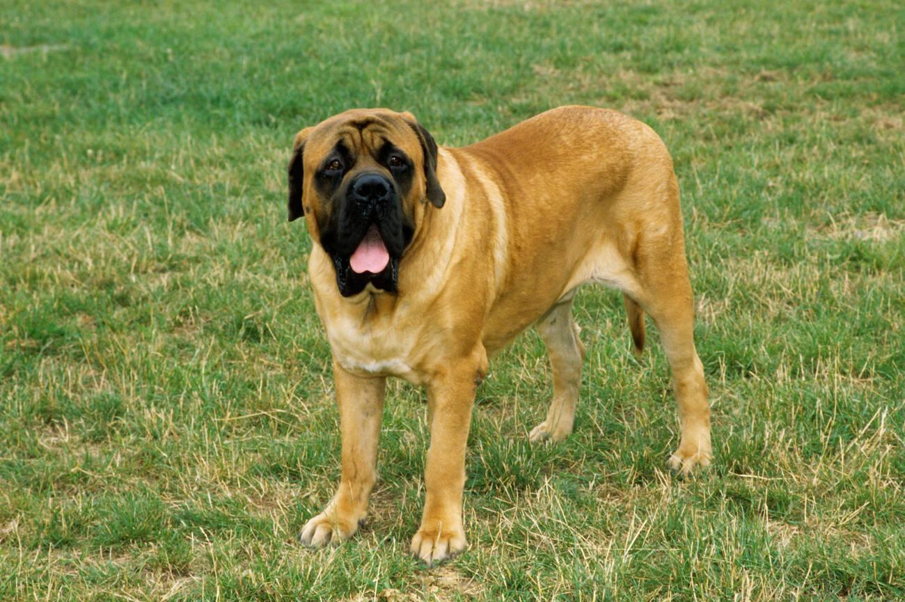 English Mastiff