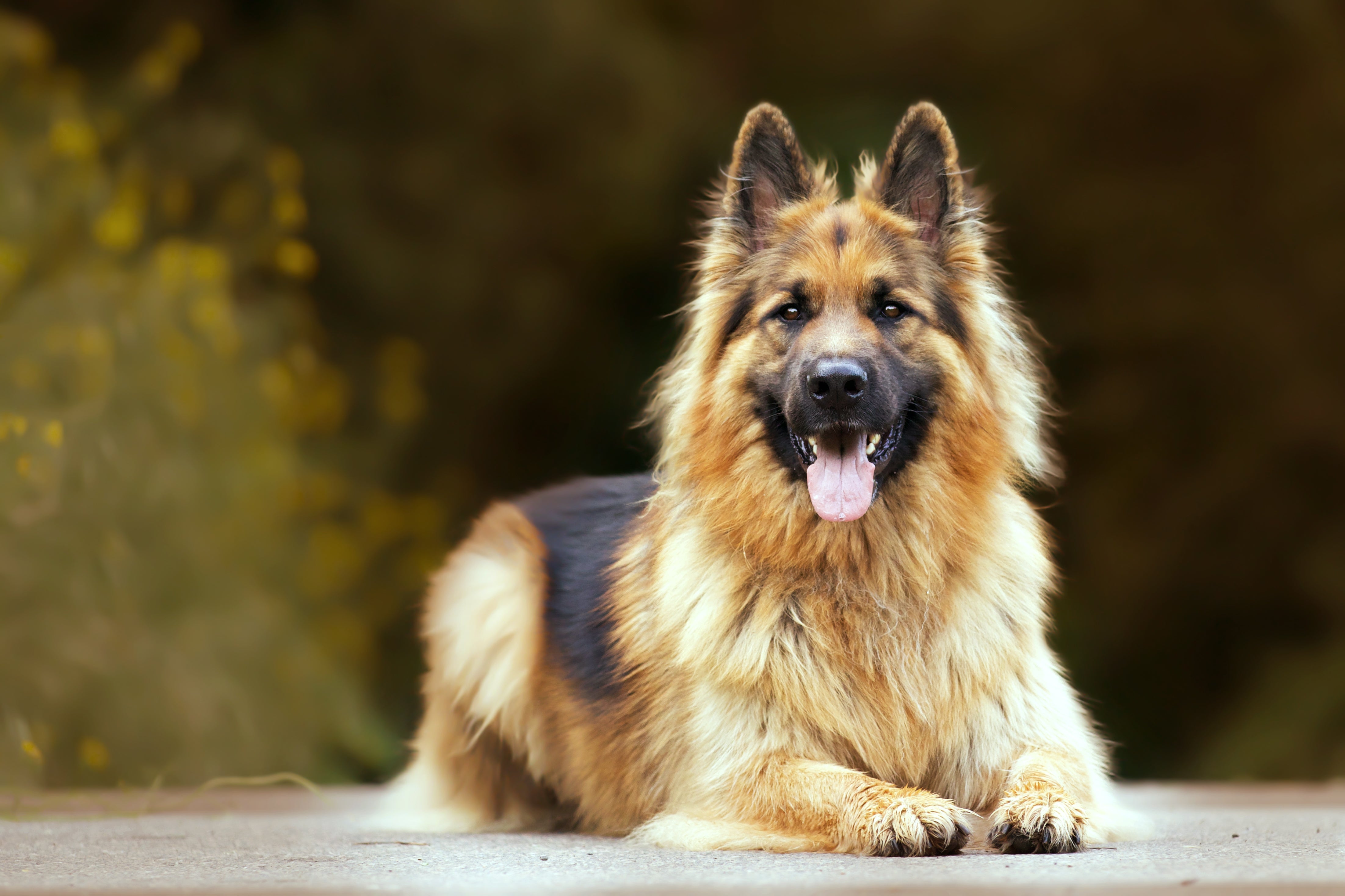 German Shepherd