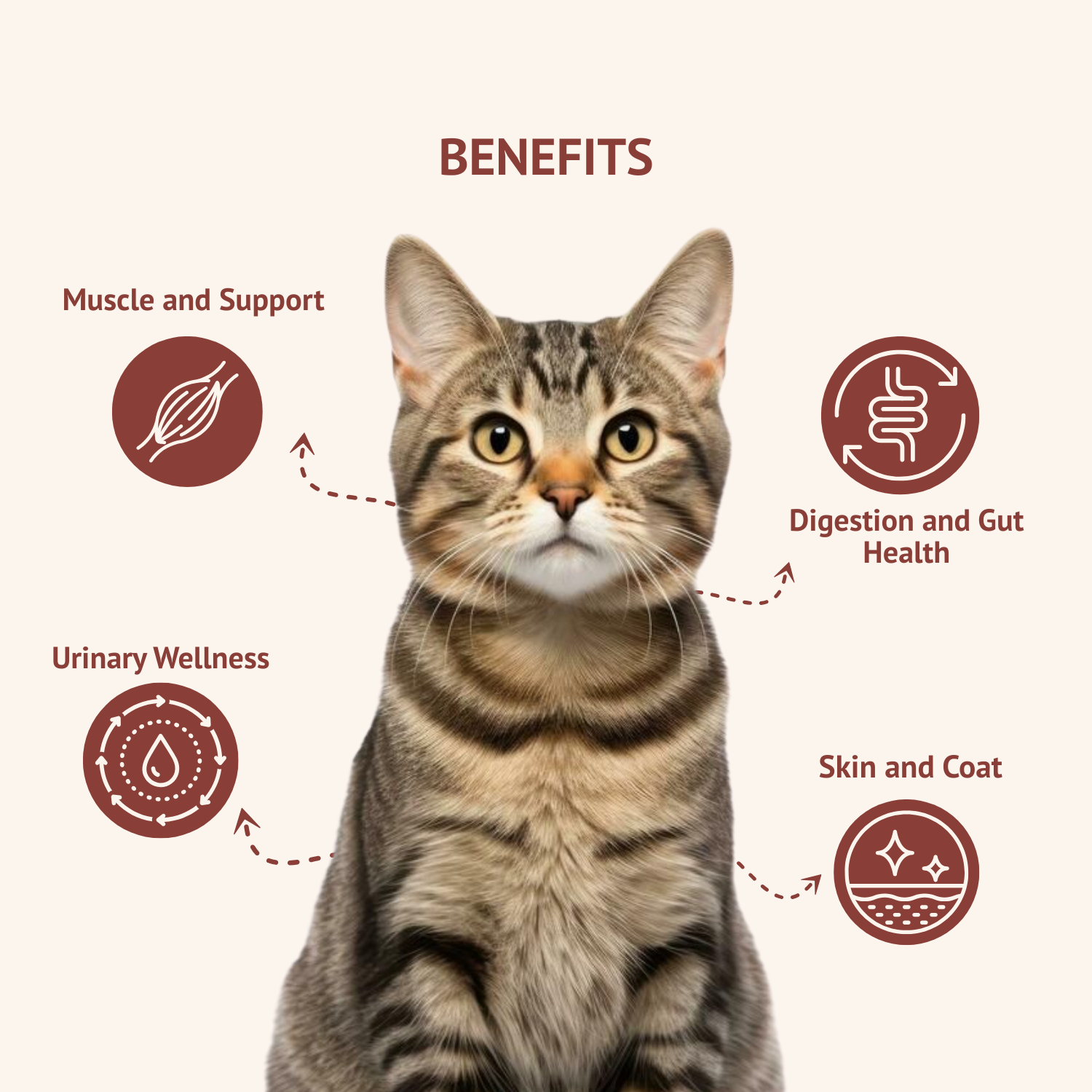 Goofy Tails Trial Packs Cat Meals – Himalayan Trout and Chicken & Mackerel