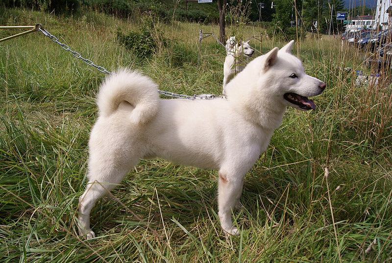 Hokkaido Dog