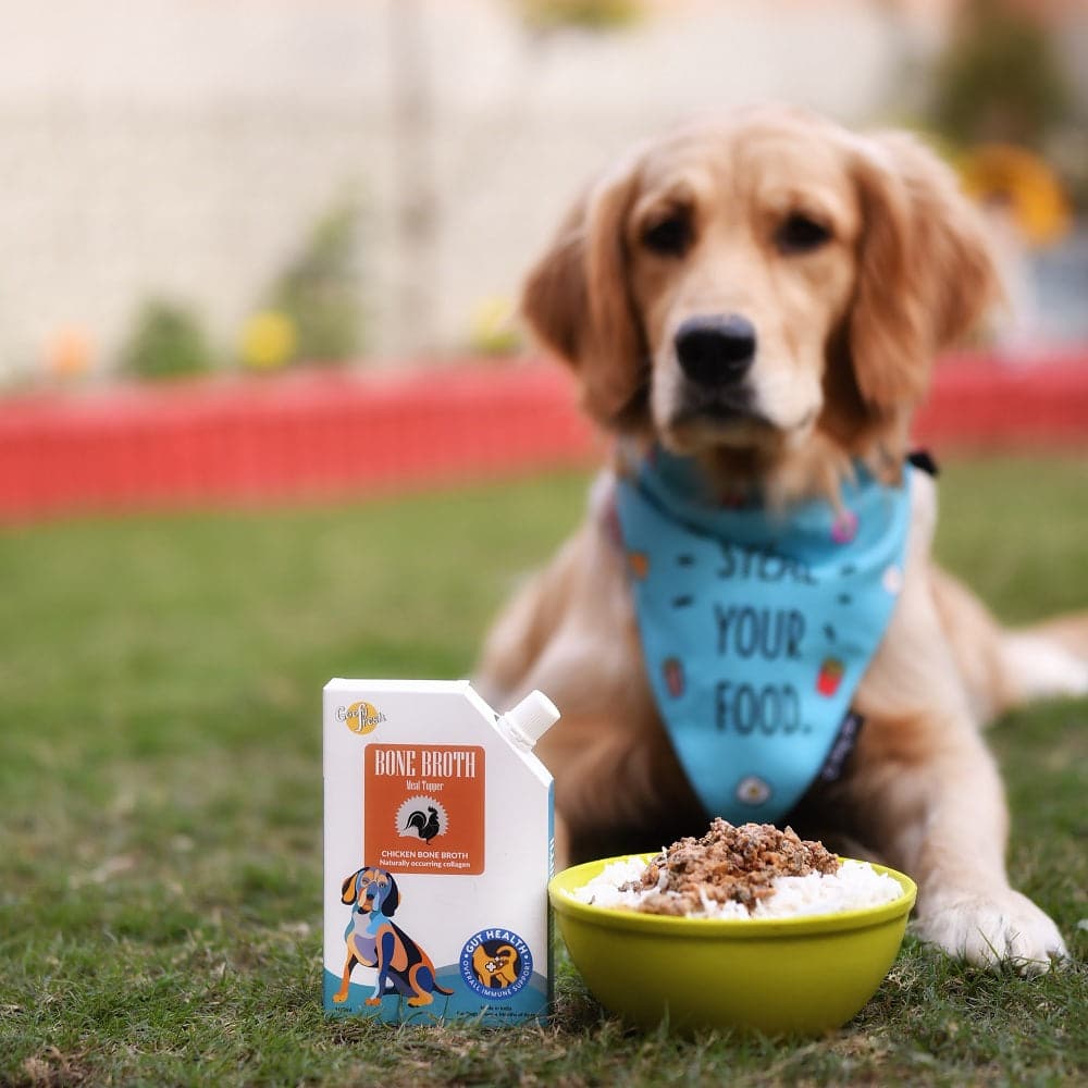 A golden retriever wearing a blue bandana and eating chicken bone broth for dogs