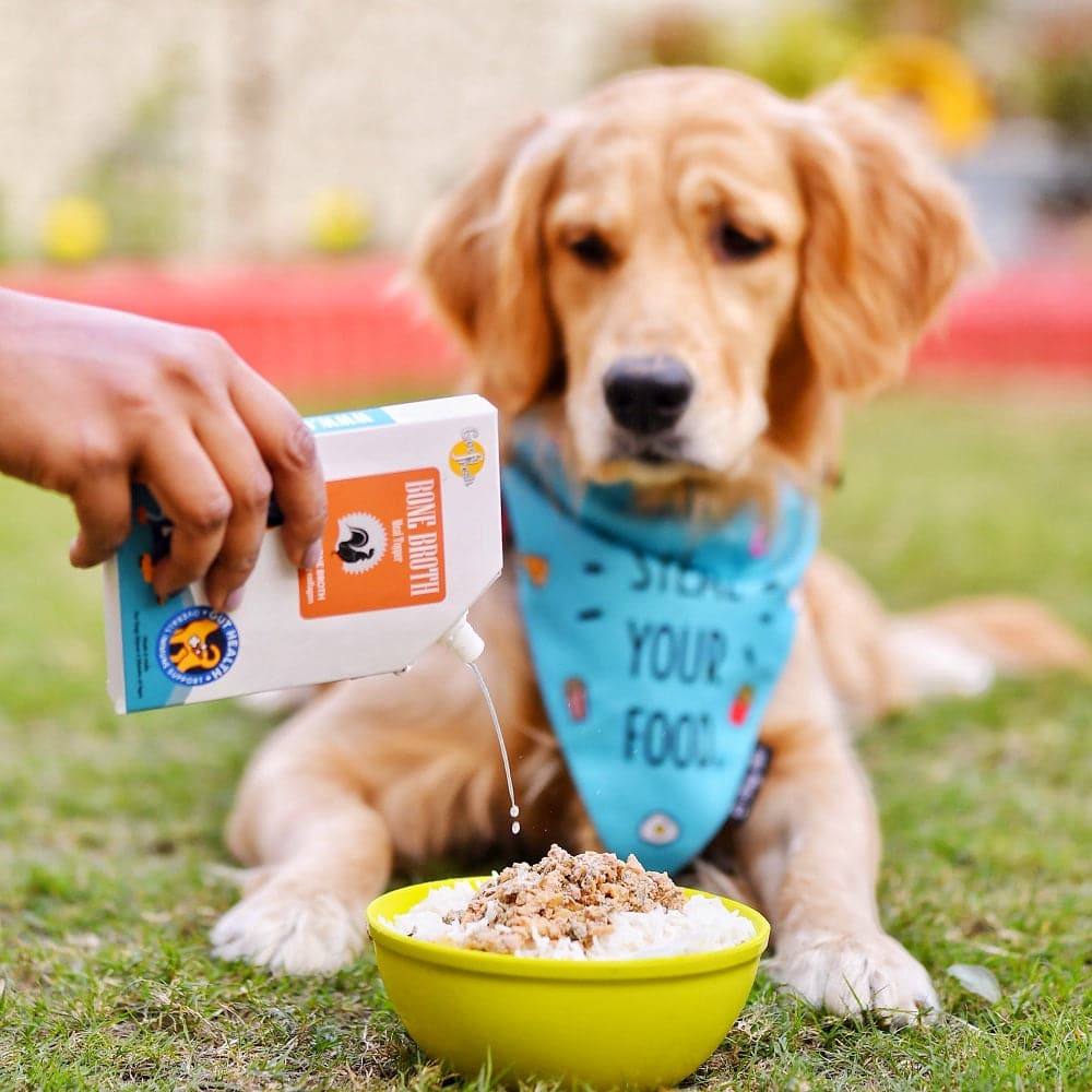 A golden retriever eating chicken bone broth for dogs