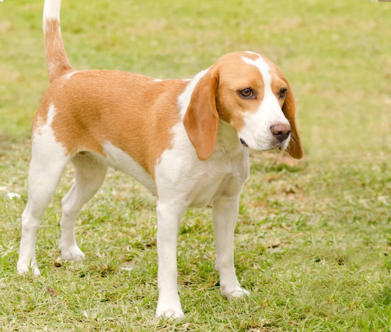 Istrian Short Haired Hound