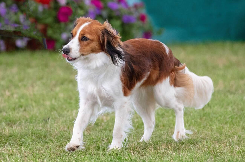 Kooikerhondje