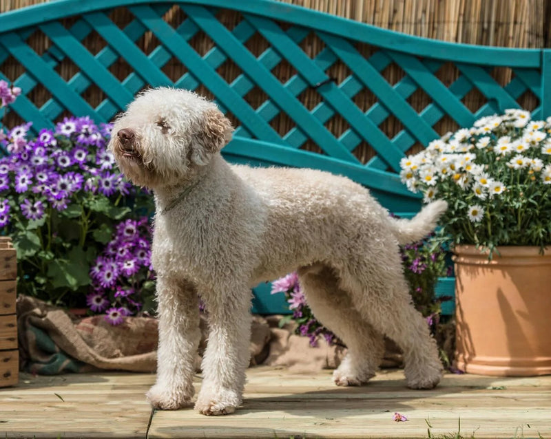 Lagotto Romagnolo