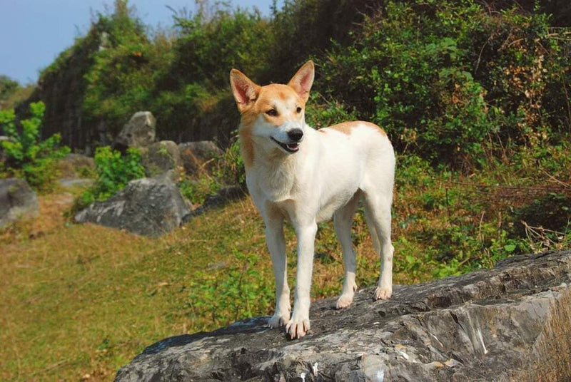 Lai Dog