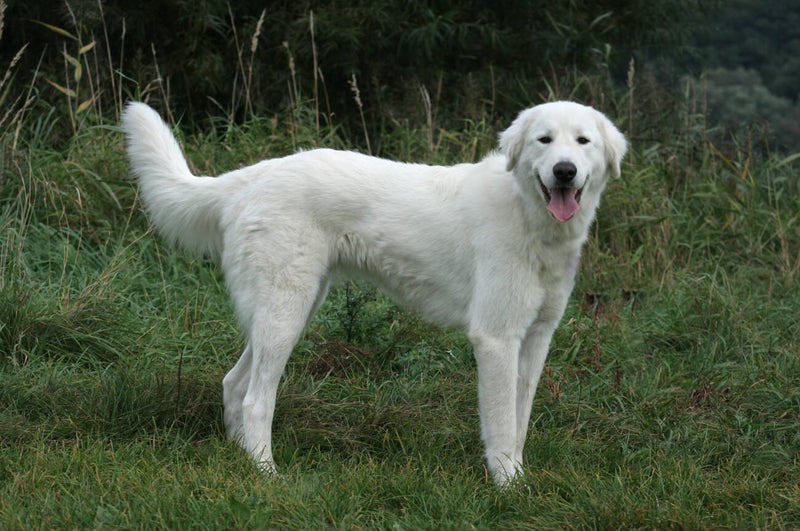 Maremmano-Abruzzese Sheepdog