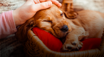 Puppy Care Package