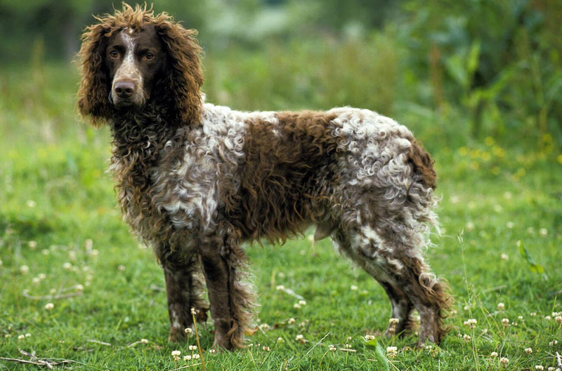 Pont-Audemer Spaniel