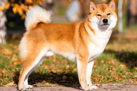 Shiba Inu