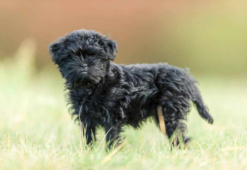Affenpinscher