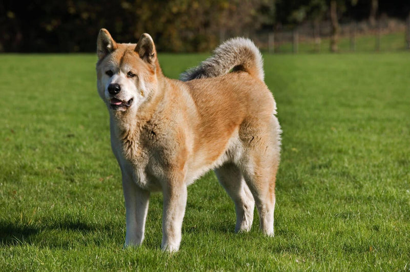 Akita Inu
