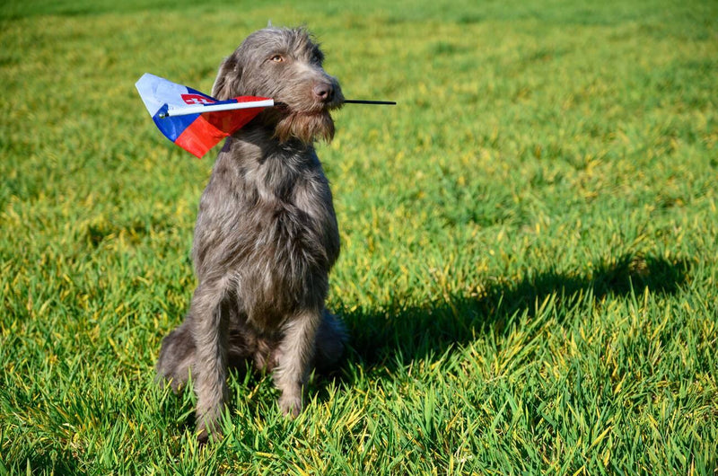 Slovak Roughhaired Pointer