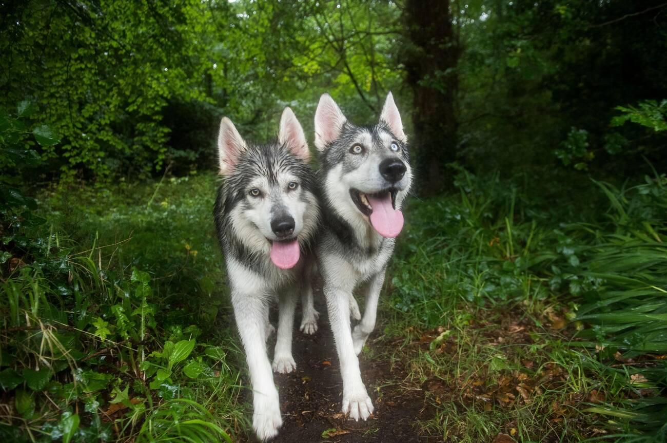 Northern Inuit Dog