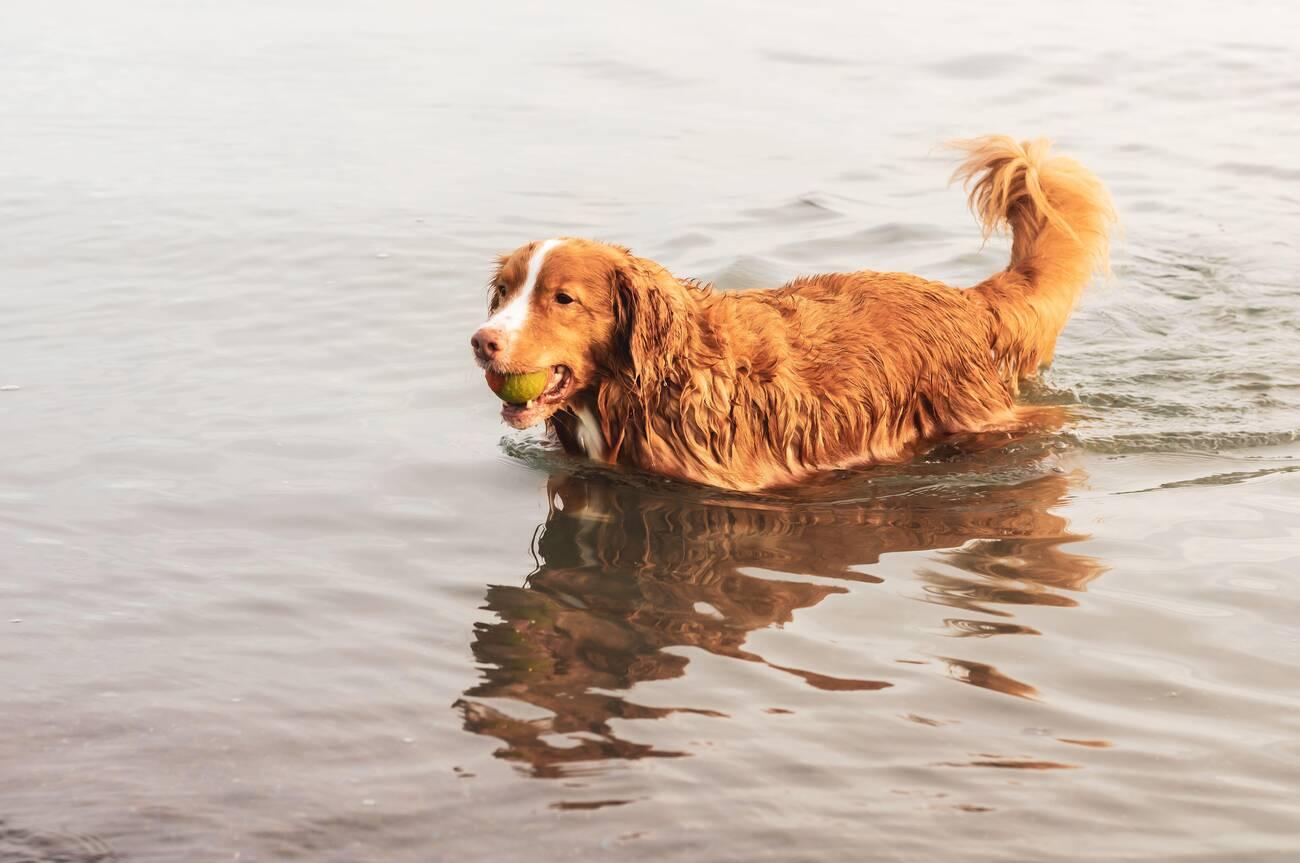Nova Scotia Duck Tolling Retriever
