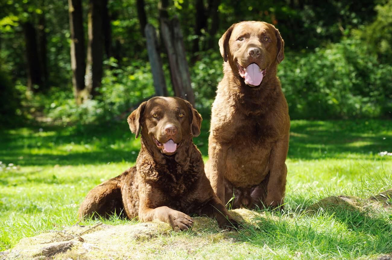 Chesapeake Bay Retrievers