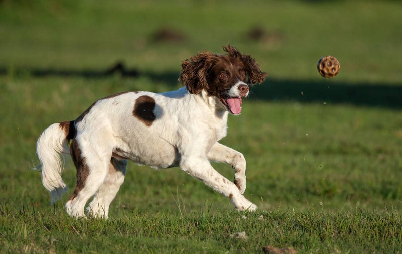 English Springer Spaniel