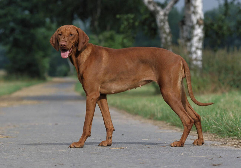 Hungarian Pointer (Vizsla)