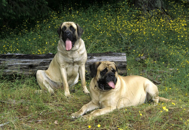 English Mastiff