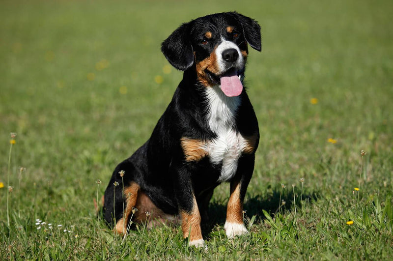 Entlebucher Mountain Dog