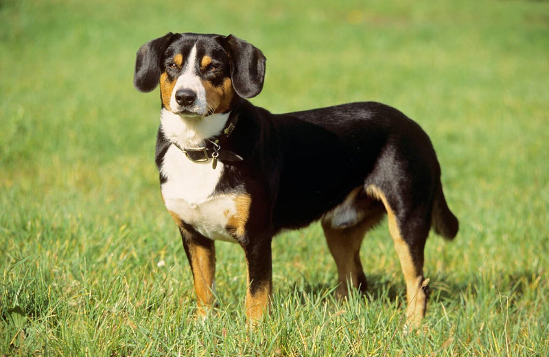 Entlebucher Mountain Dog