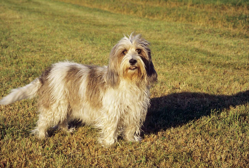 Petit Basset Griffon Vendéen