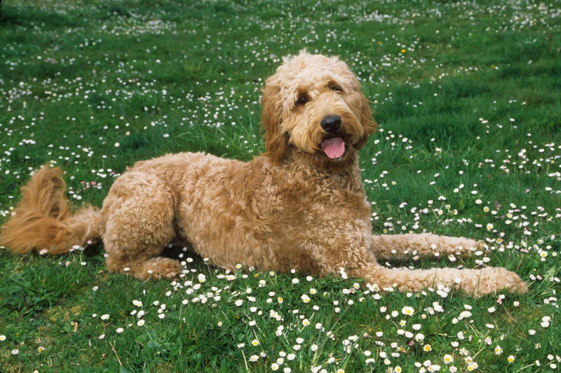 Goldendoodle