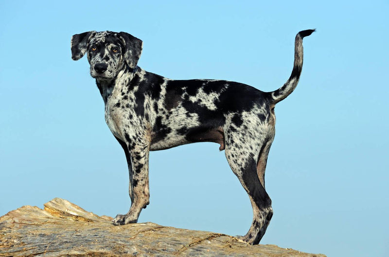 Catahoula Leopard Dog