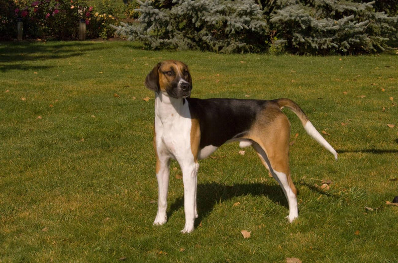English Foxhound