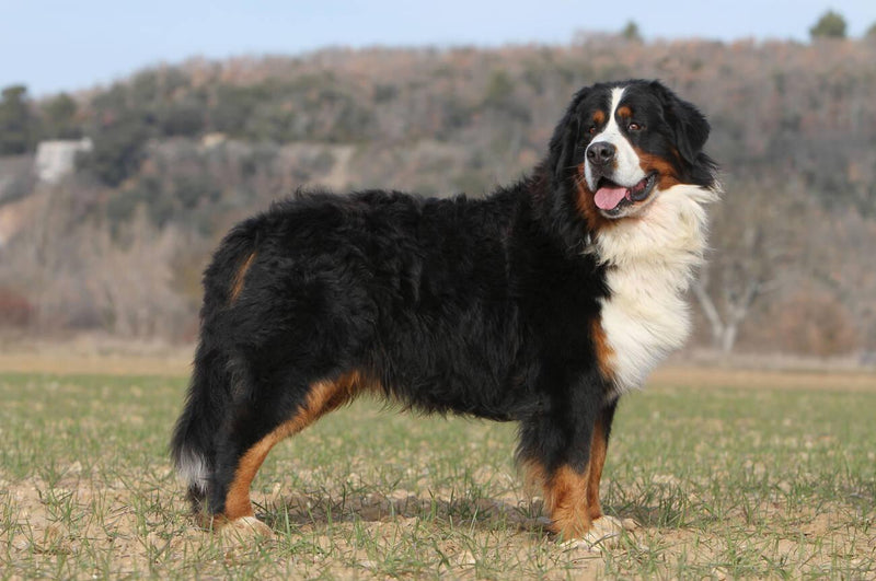 Bernese Mountain Dog
