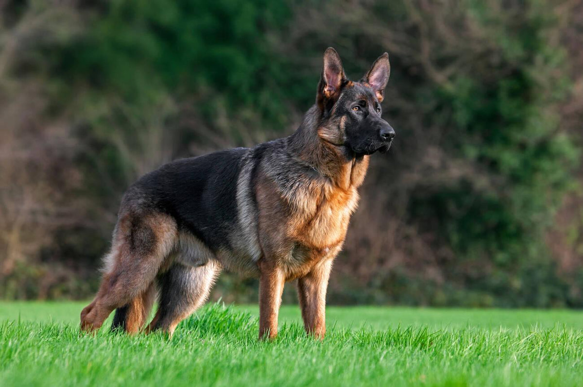 German Shepherd