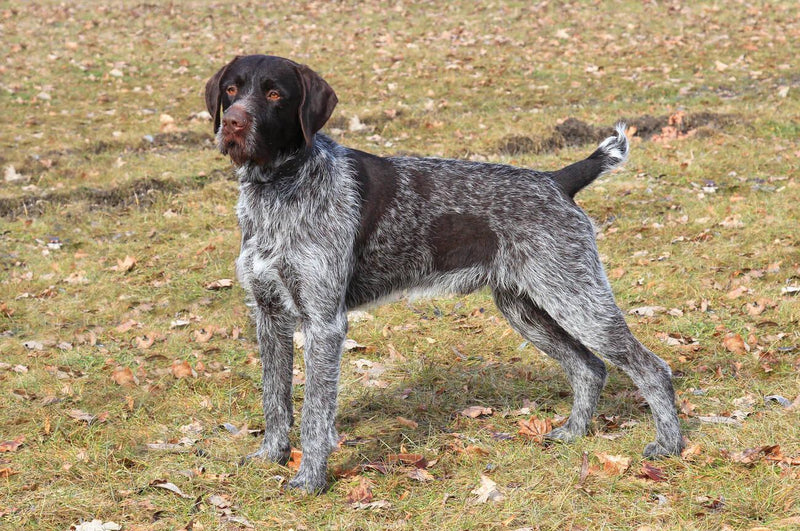 Bohemian Wirehaired Pointing Griffon