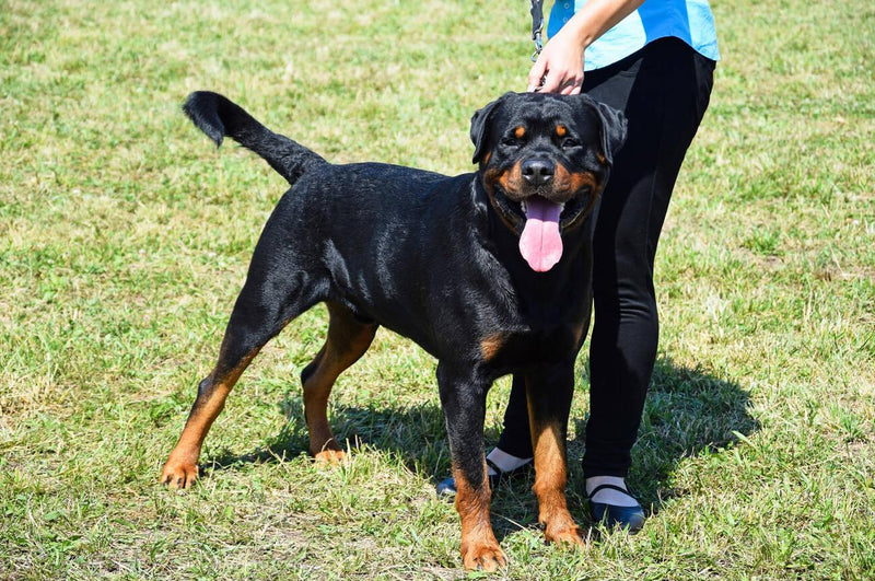 Rottweiler