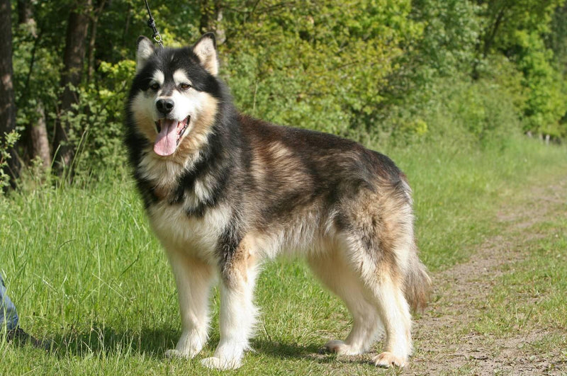 Alaskan Malamute
