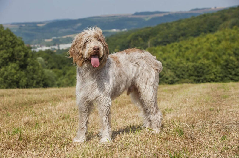 Italian Griffon (Spinone Italiano)
