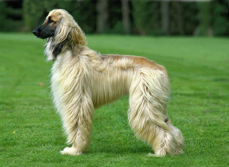 Afghan Hound
