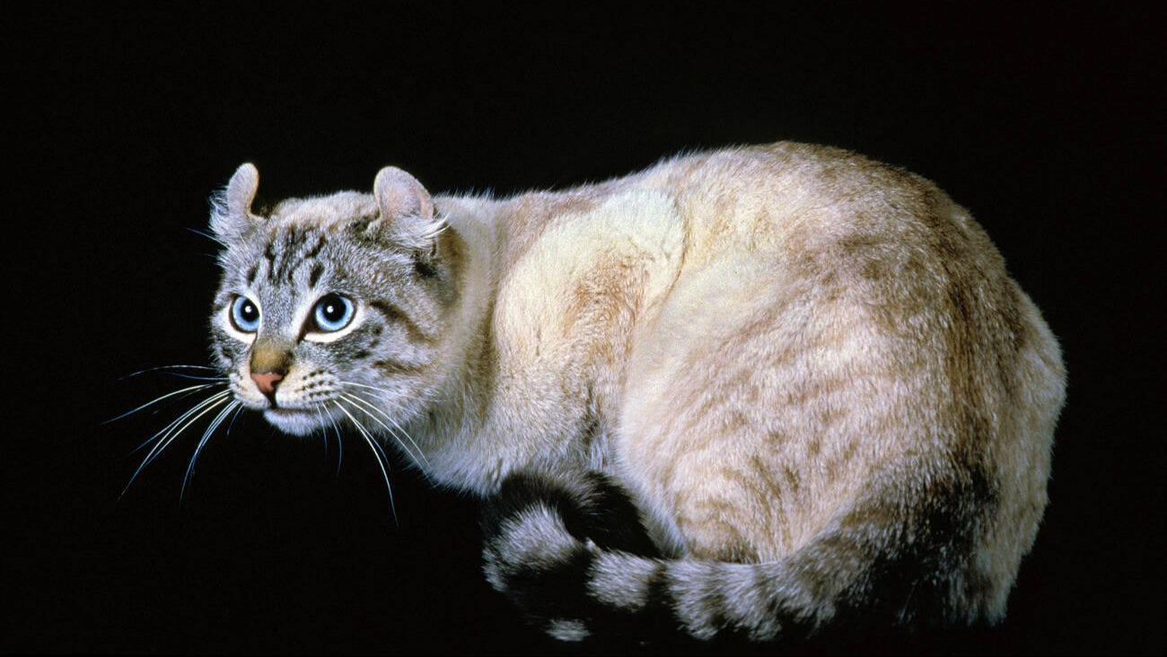 American Curl