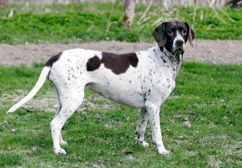 Old Danish Pointer