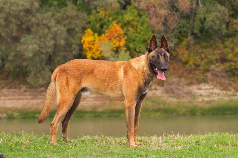 Belgian Malinois