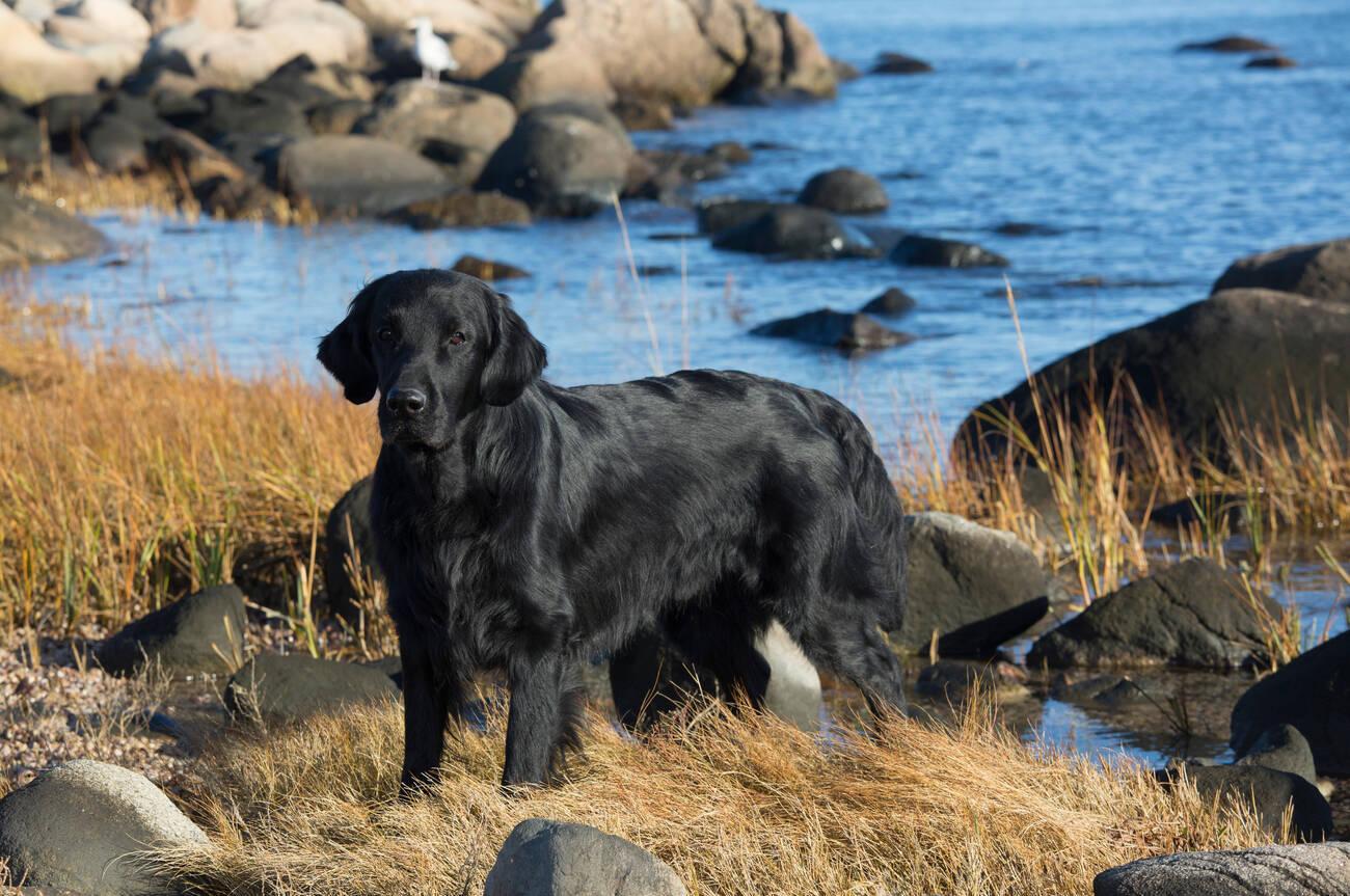 Flat Coated Retriever